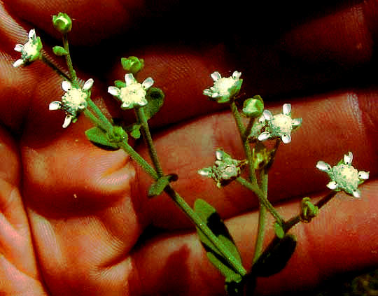 Lyreleaf Parthenium, PARTHENIUM CONFERTUM, flowering heads