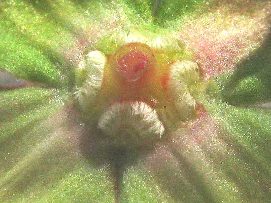 Mexican Primrose-willow, LUDWIGIA OCTOVALVIS, stamen scars atop ovary