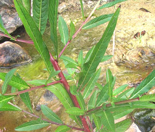 Mexican Primrose-willow, LUDWIGIA OCTOVALVIS, stem & leaves