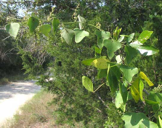 Carolina Moonseed, COCCULUS CAROLINUS, vine with male inflorescence