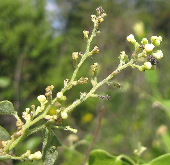 Carolina Moonseed, COCCULUS CAROLINUS, inflorescence of male flowers