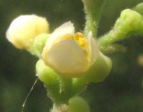 Carolina Moonseed, COCCULUS CAROLINUS, male flower