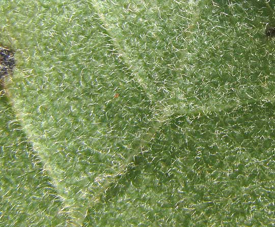 Carolina Moonseed, COCCULUS CAROLINUS, hairy leaf undersurface