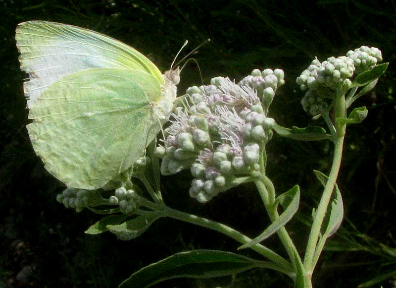 Lateflowering Boneset, EUPATORIUM SEROTINUM, flowers visited by Lyside Sulphur butterfly