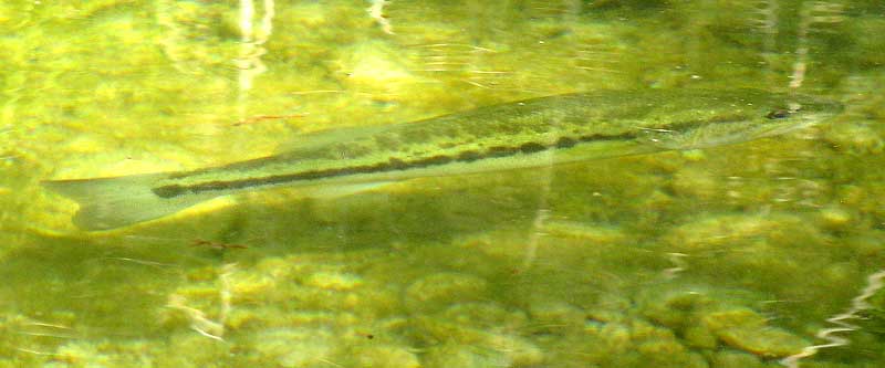 Largemouth Bass, MICROPTERUS SALMOIDES