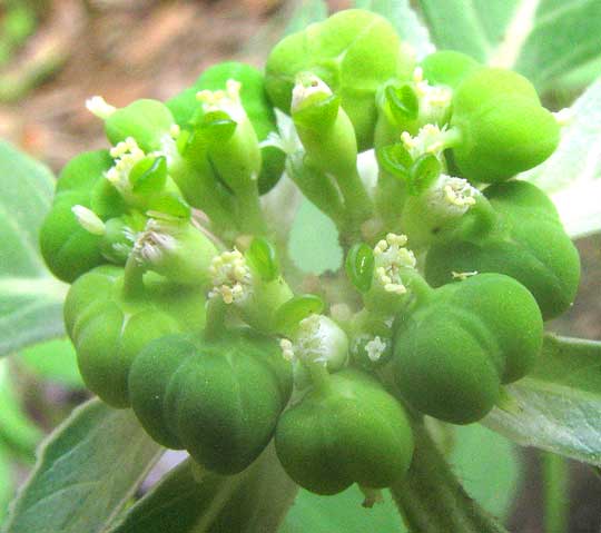 Toothed Spurge, EUPHORBIA DENTATA, flowers close-up