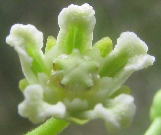 Talayote, CYNANCHUM RACEMOSUM, flower