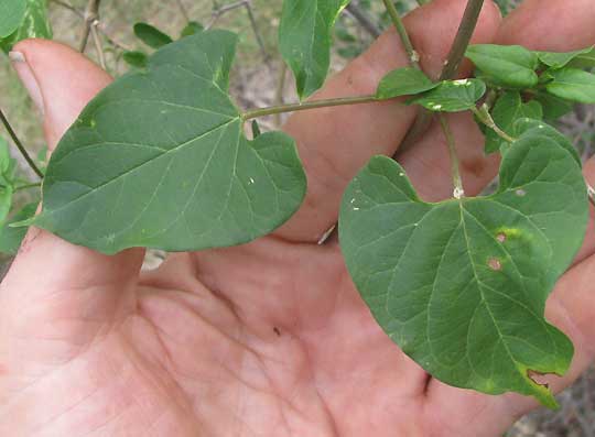Talayote, CYNANCHUM RACEMOSUM, leaves
