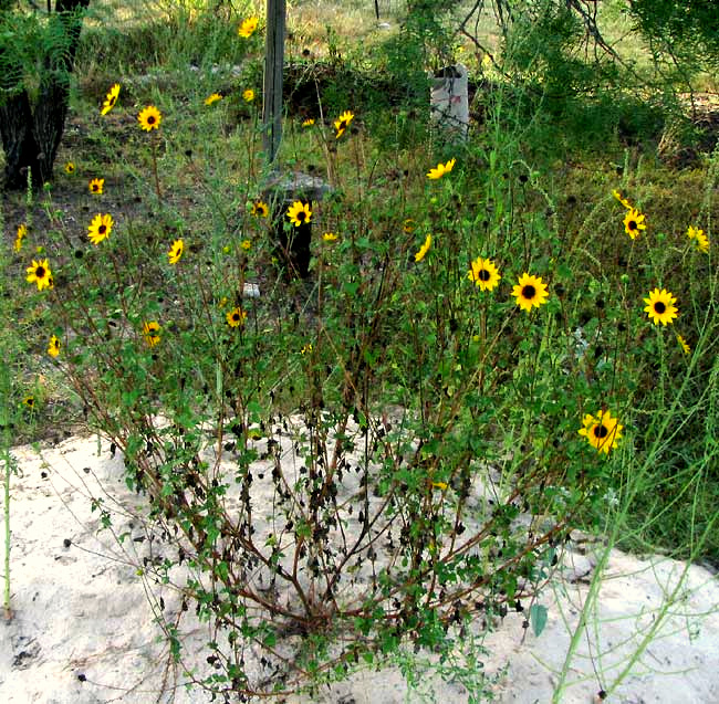 Sand Sunflower, HELIANTHUS DEBILIS