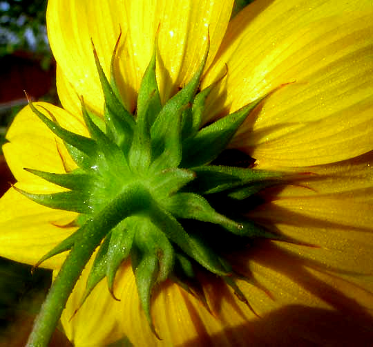 Sand Sunflower, HELIANTHUS DEBILIS, involucre