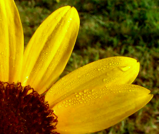 Sand Sunflower, HELIANTHUS DEBILIS, disc & ray flowers