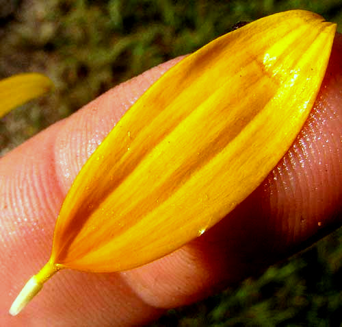 Sand Sunflower, HELIANTHUS DEBILIS ray flower