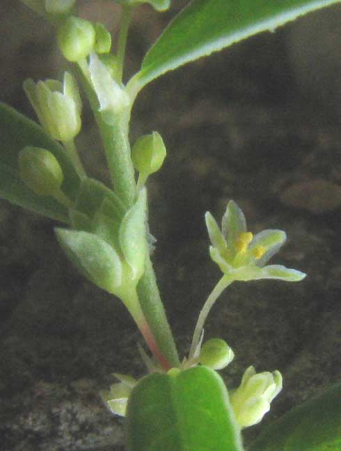 Smartweed Leaf-flower, PHYLLANTHUS POLYGONOIDES, flower & stipules