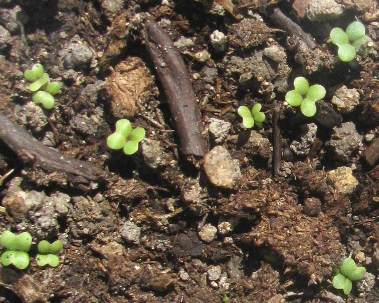 mustard green seedlings in cotyledon stage