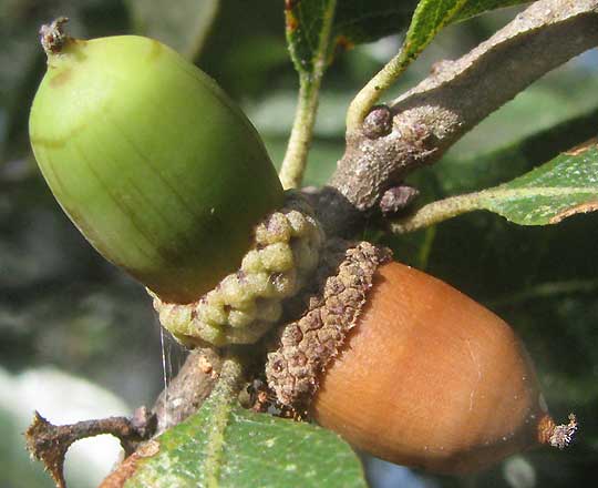 Shin Oak, QUERCUS VASEYANA, acorns