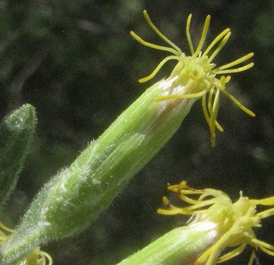Brickellbush, BRICKELLIA CYLINDRACEA, flowering head showing involucre with bracts