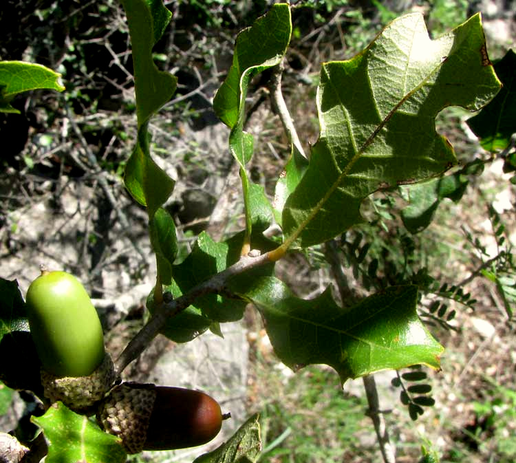 Sandpaper Oak or Pungent Oak, QUERCUS PUNGENS, leaves & acorns