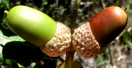 Sandpaper Oak or Pungent Oak, QUERCUS PUNGENS, acorns