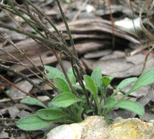 Plains Fleabane, ERIGERON MODESTUS, basal leaves