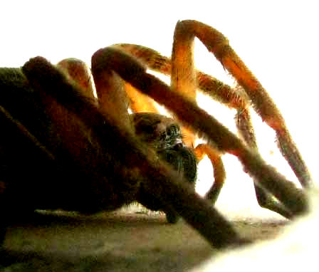 Giant Crab Spider, OLIOS GIGANTEUS, side view