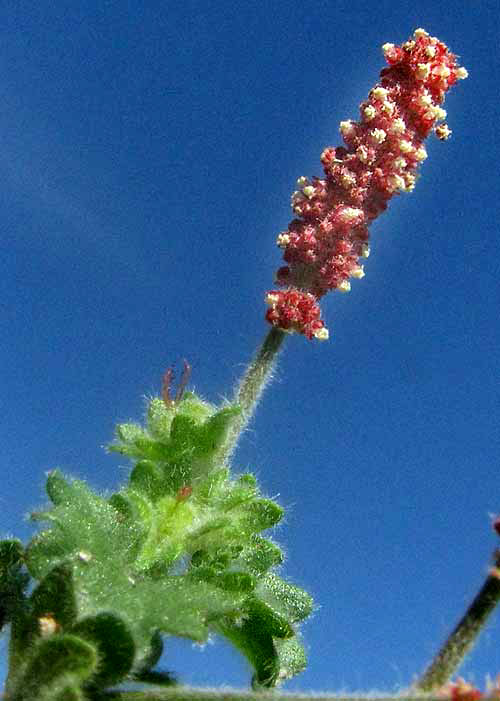 Round Copperleaf, ACALYPHA MONOSTACHYA, male flowers