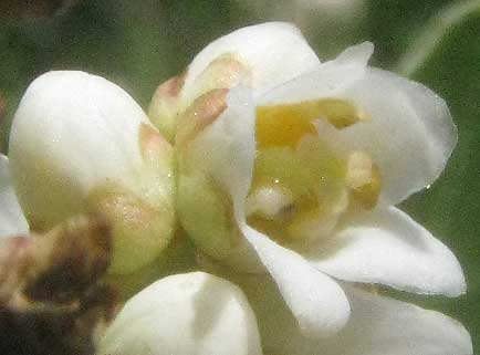 Evergreen Sumac, RHUS VIRENS, flower