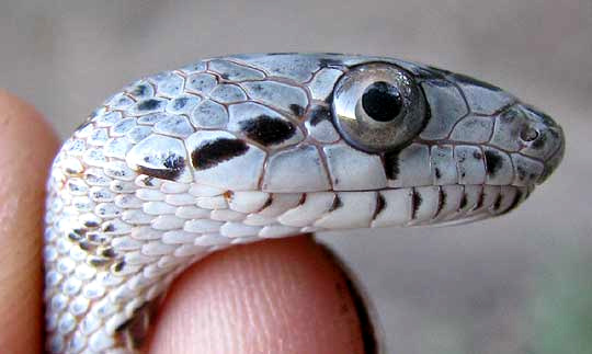 Glossy Snake, ARIZONA ELEGANS, head from side
