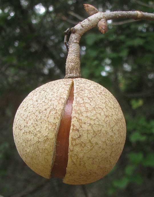 Ohio Buckeye, AESCULUS GLABRA, mature fruit splitting