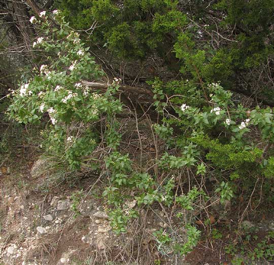 White Mistflower, AGERATINA HAVANENSIS