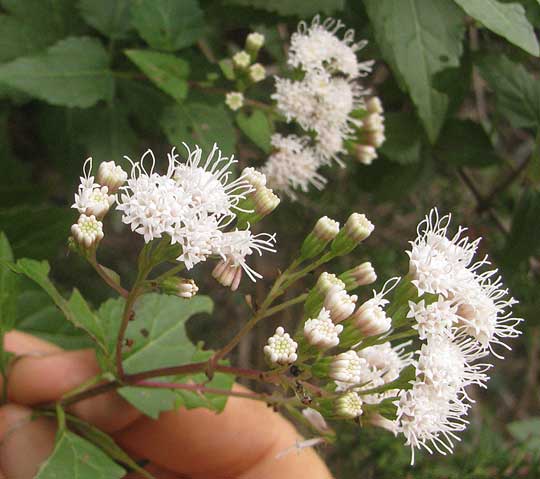 White Mistflower, AGERATINA HAVANENSIS, inflorescence