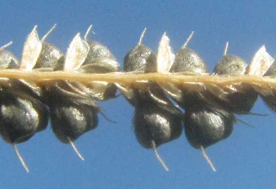 Hooded Windmill-grass, CHLORIS CUCULLATA, mature grains on rachis