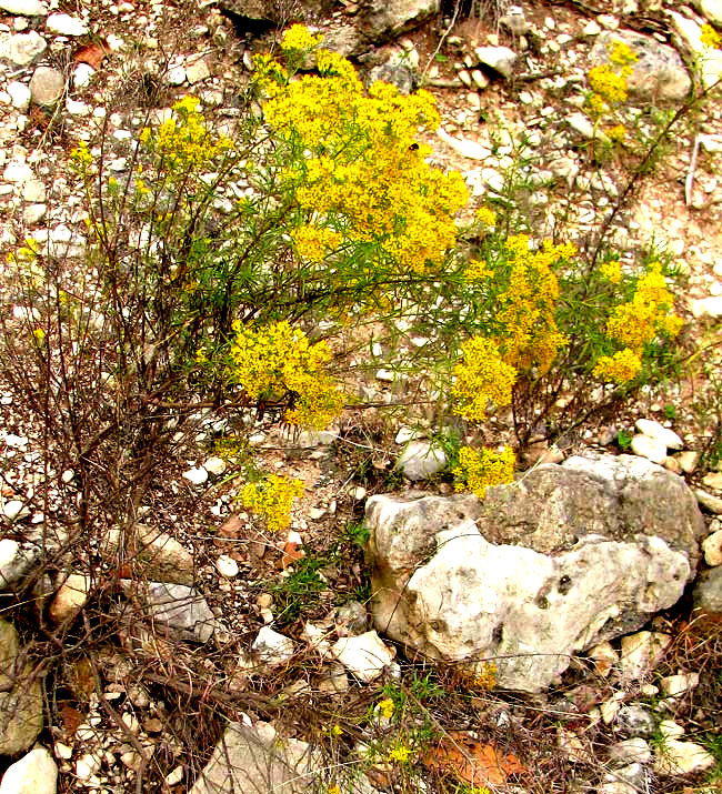 Yellow-bordered Flower Buprestid, ACMAEODERA FLAVOMARGINATA, on blossoms of Goldenbush, ISOCOMA CORONOPIFOLIA