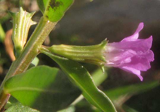 Low Loosestrife, LYTHRUM OVALIFOLIUM, side view of flower