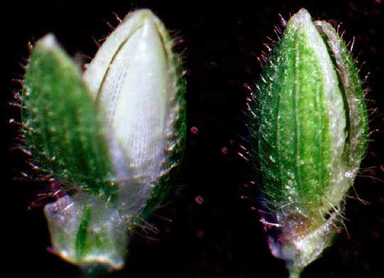 Western Panicgrass, DICHANTHELIUM ACUMINATUM, cleistogamous flower