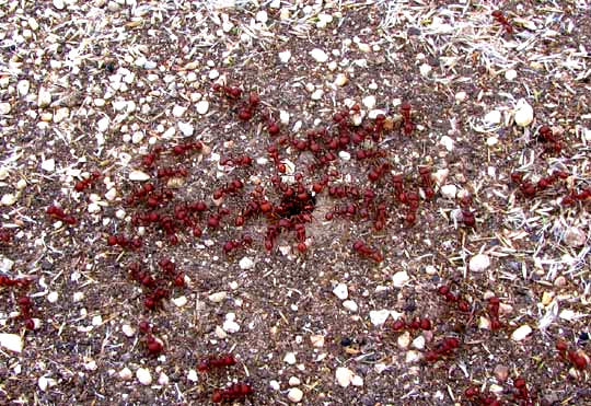 Red Harvester Ant, POGONOMYRMEX BARBATUS, ants at nest hole