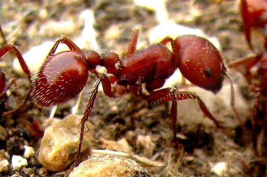 Red Harvester Ant, POGONOMYRMEX BARBATUS
