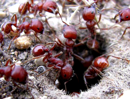 Red Harvester Ant, POGONOMYRMEX BARBATUS, ant entering hole