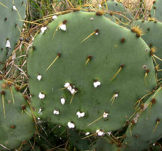 pricklypear cactus infested with Cochineal scale insect, DACTYLOPIUS COCCUS