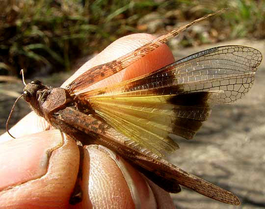 Pallid-winged Grasshopper, TRIMEROTROPIS PALLIDIPENNIS, showing wing color