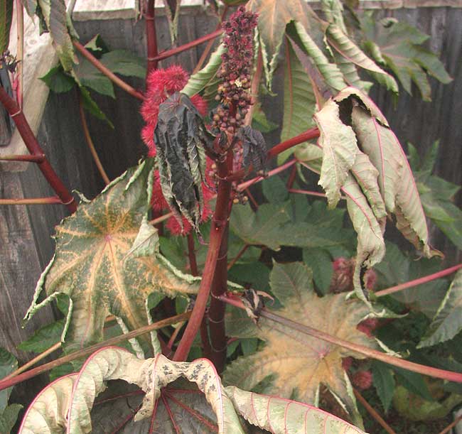 frost damaged castor bean plant