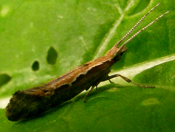 Diamondback Moth, PLUTELLA XYLOSTELLA