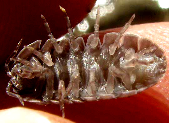 pillbug, undersurface