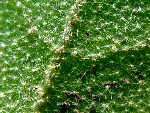 stellate hairs on undersurface of leaf of Bush Croton, CROTON FRUTICULOSUS