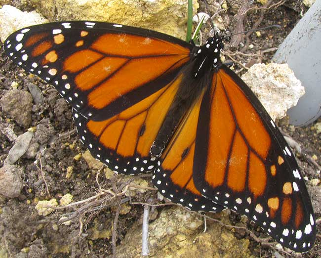 Male Monarch Butterfly, DANAUS PLEXIPPUS, showing scent pouches