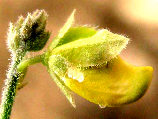 Eggleaf Milkwort, POLYGALA OVATIFOLIA, flower