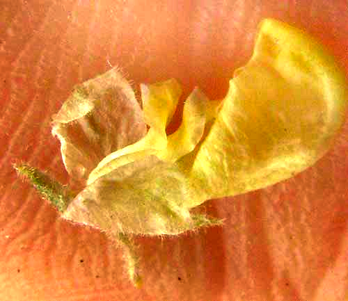 Eggleaf Milkwort, POLYGALA OVATIFOLIA, flower showing three petals