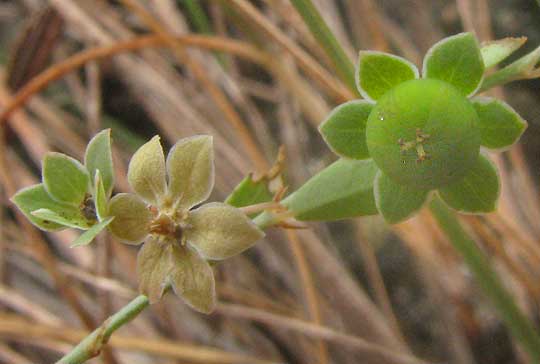 Smartweed Leaf-flower, PHYLLANTHUS POLYGONOIDES, fruit