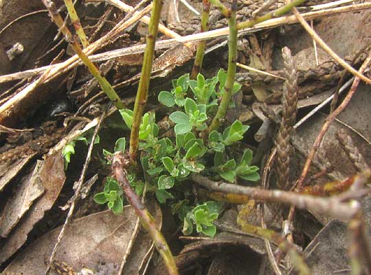 Smartweed Leaf-flower, PHYLLANTHUS POLYGONOIDES, overwintering sprouts