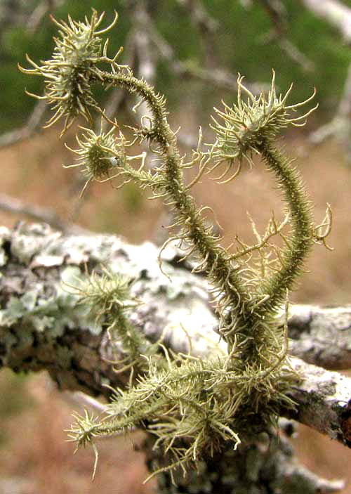 Bushy Beard Lichen, USNEA STRIGOSA