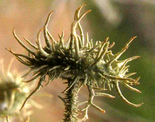 Strigose Beard Lichen, USNEA STRIGOSA, apothecium from side